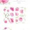 Pink Flowers Peony 1738572 Free Download