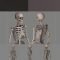 Human Skeleton Caucasian Male 3d model Free Download