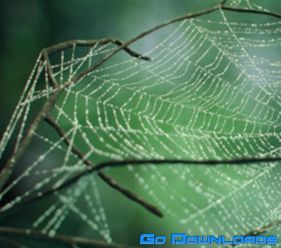 Cobwebs Modifier Plugin for 3ds Max Free Download