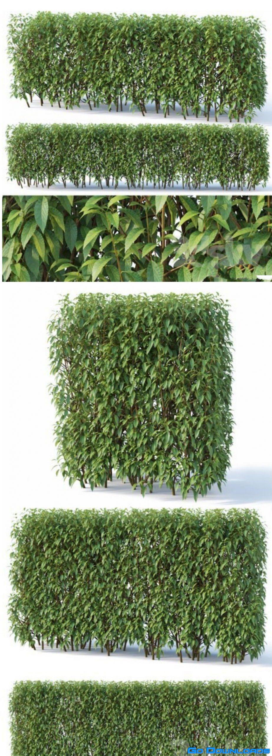 Forsythia # 7 summer H120 cm 3d model Free Download