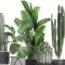 Cacti and strelitzia in a pot 747 Free Download