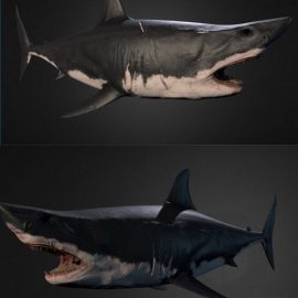 Shark 3D Model Free Download