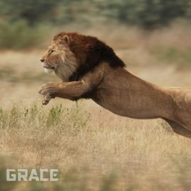 VFX Grace Animal Pack 20 Free Download
