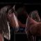 The Gnomon Workshop – Creating a Real-Time Horse Groom for Games