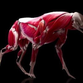 Adonis 2.1 For Maya 2024 – 2027 and Houdini Win x64
