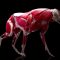 Adonis 2.1 For Maya 2024 – 2027 and Houdini Win x64